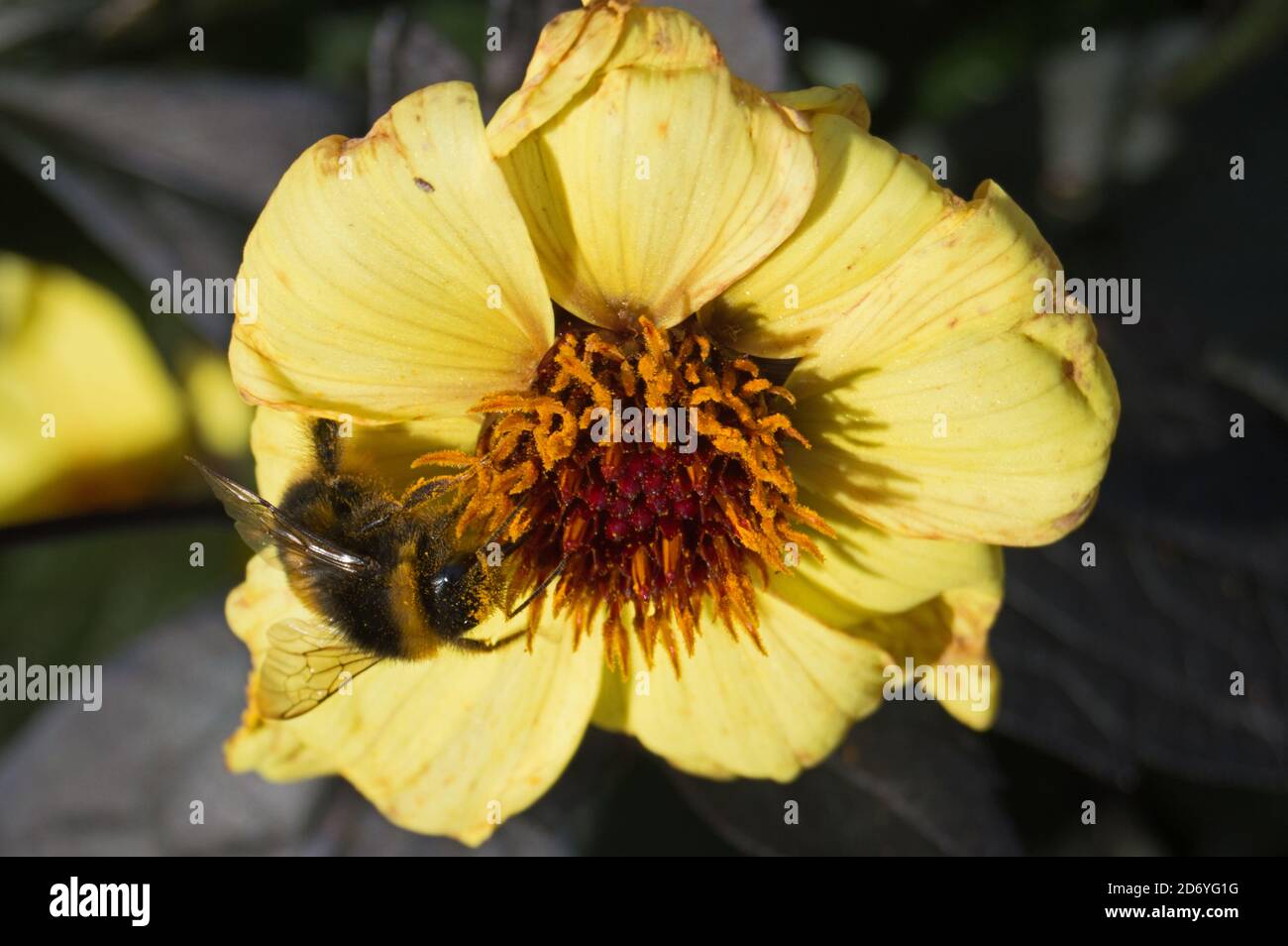 Dahlia yellow hammer hi-res stock photography and images - Alamy