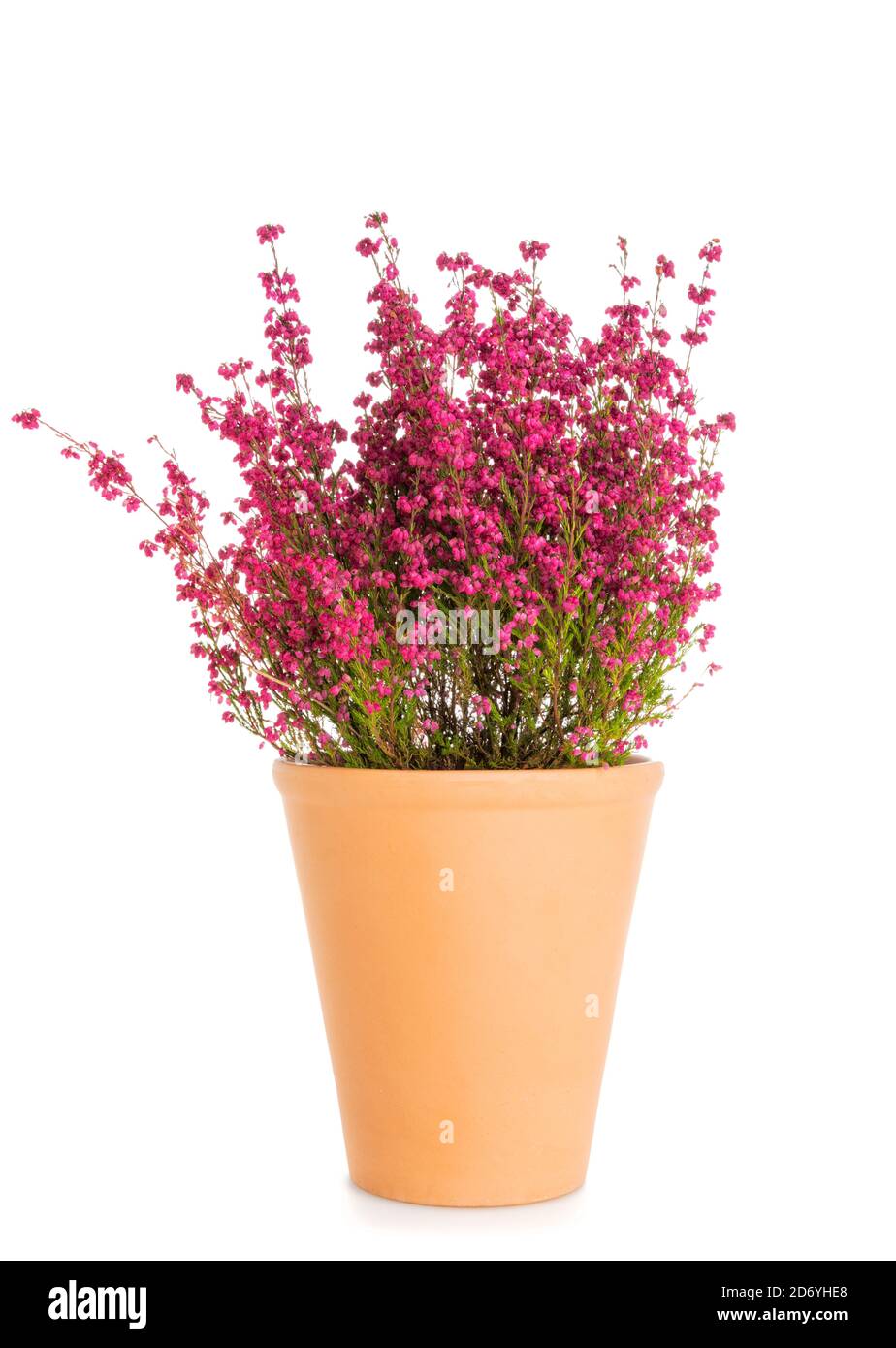 Blooming purple broom heather plant - erica gracilis - in terracotta flower pot isolated on white background Stock Photo