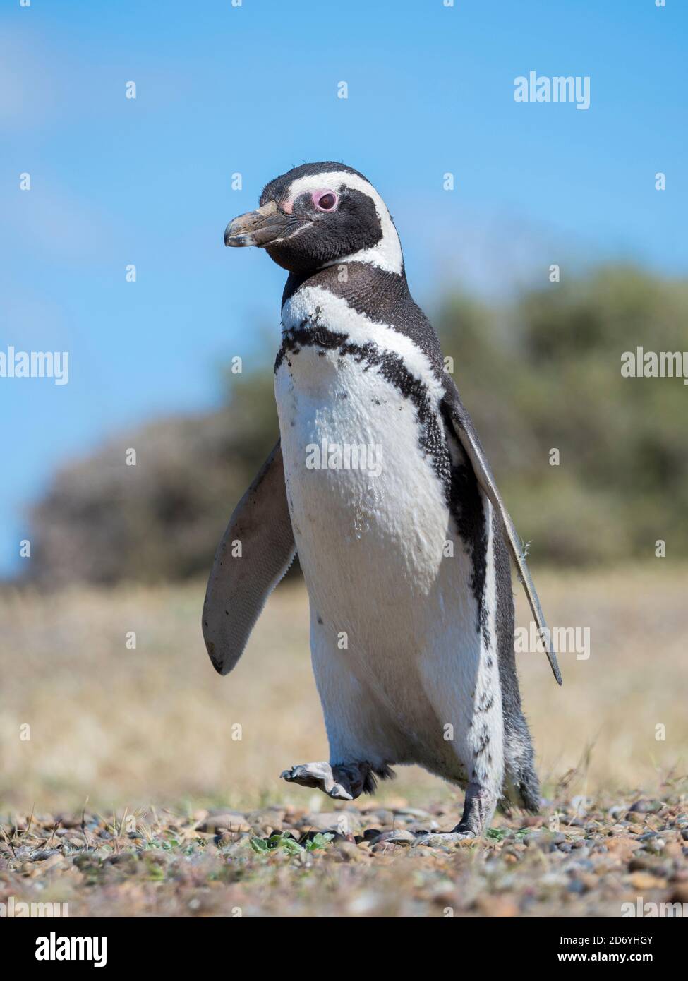 Magellanic Penguin  (Spheniscus magellanicus) in colony in Valdes. The peninsula Valdes is nature reserve and listed as UNESCO world heritage. South A Stock Photo