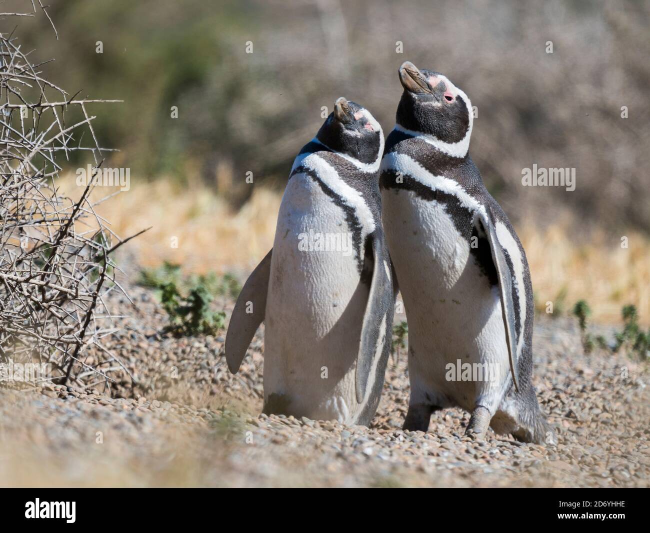 Magellanic Penguin (Spheniscus magellanicus) in colony in Valdes. The peninsula Valdes is nature reserve and listed as UNESCO world heritage. South A Stock Photo