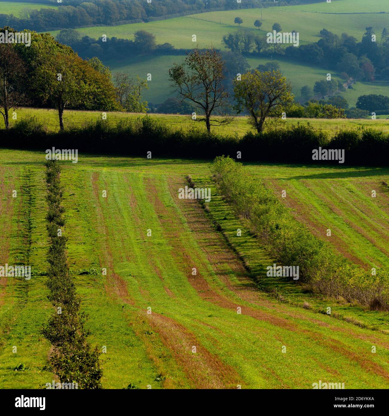 Fields of Berry Pomeroy Village in Devon in England in Europe Stock