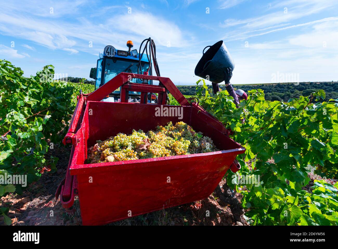 Hand-picking grapes in a Rioja vineyard