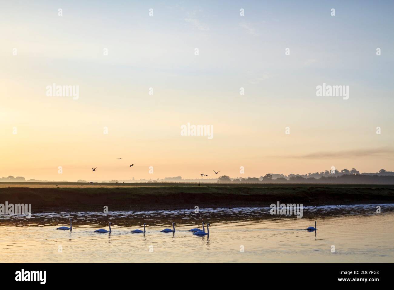 Early autumn landscape. Dawn sky with birds, and swans on the River Trent, Stoke Bardolph in the Nottinghamshire countryside, England, UK Stock Photo
