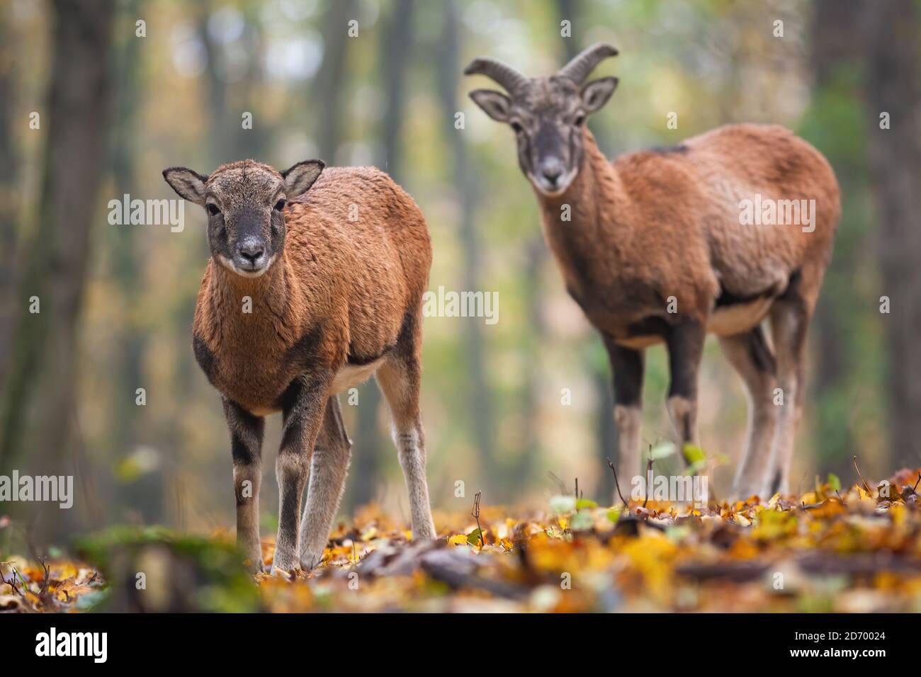 Two young mouflons standing in forest in autumn. Stock Photo