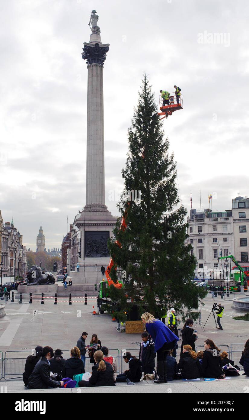 Workers attach decorations to the Trafalgar Square christmas tree in London, which will be officially switched tomorrow. The tree is donated to London by the city of Oslo, each year since 1947, as a token of gratitude for British support of Norway during World War II. Stock Photo