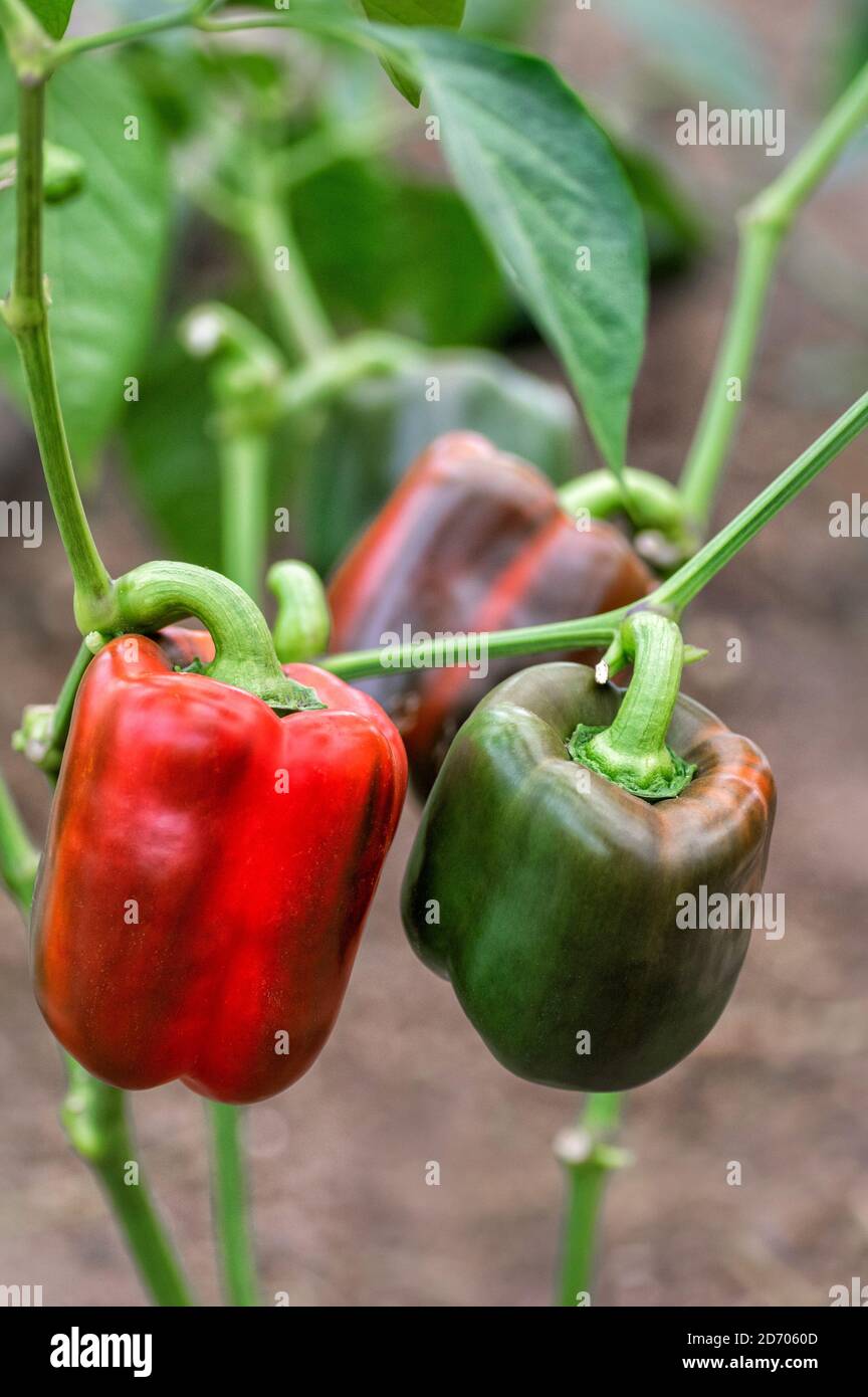 Growing sweet peppers in a greenhouse. Green and red peppers