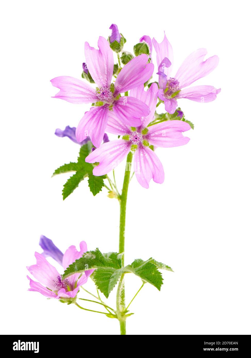Pink flower of common mallow isolated on white, Malva sylvestris Stock ...