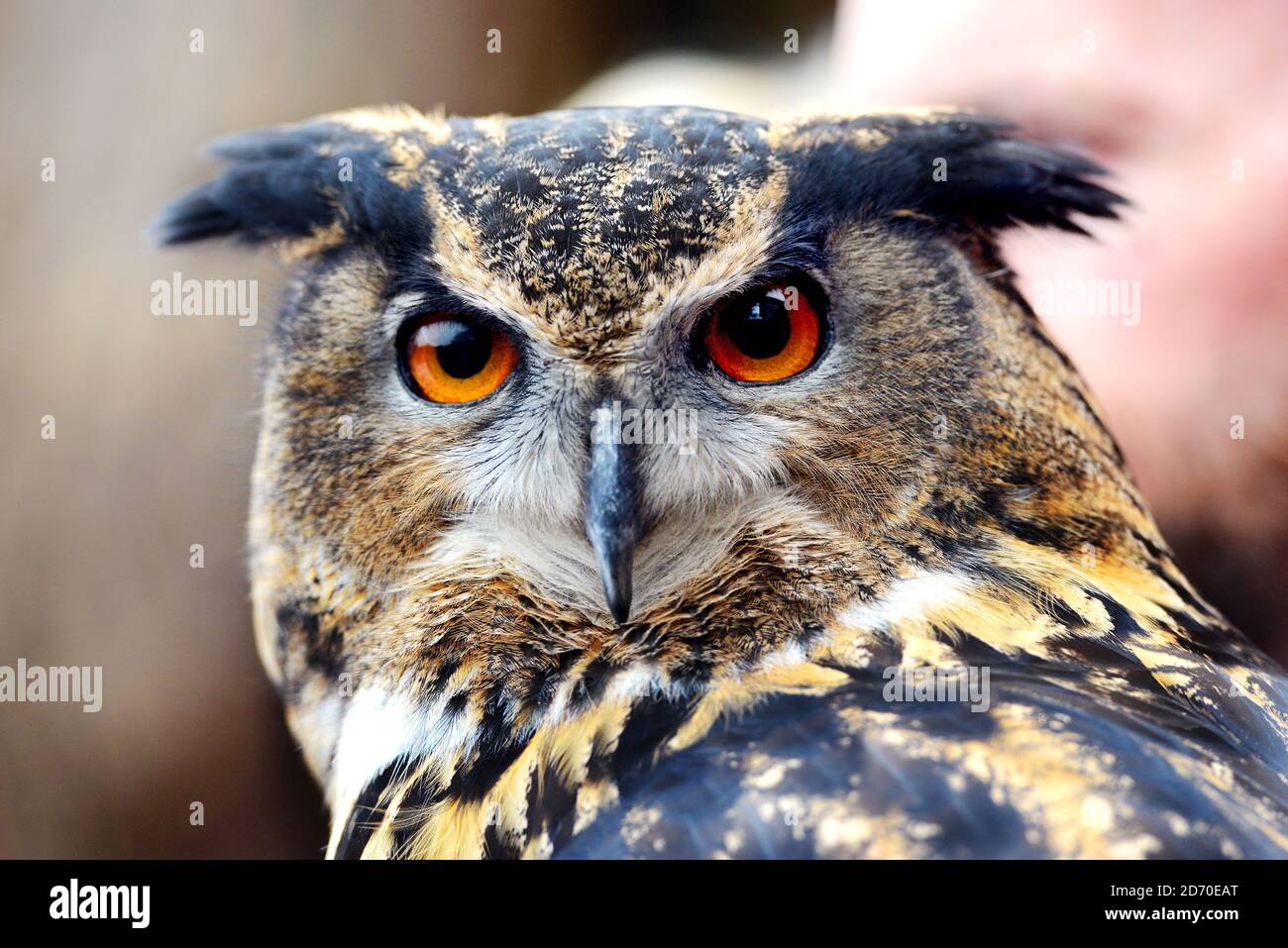 A European Eagle Owl pictured during London Zoo's annual stock take, a requirement of their zoo license, which takes pace every January. Stock Photo