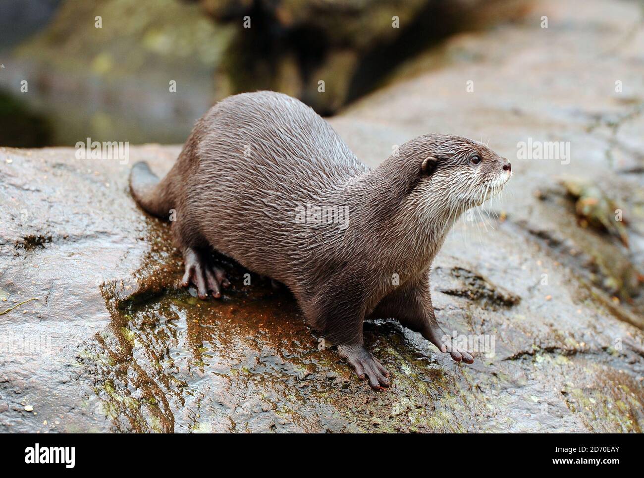 Asian Short-Clawed Otters pictured during London Zoo's annual stock take, a requirement of their zoo license, which takes pace every January. Stock Photo