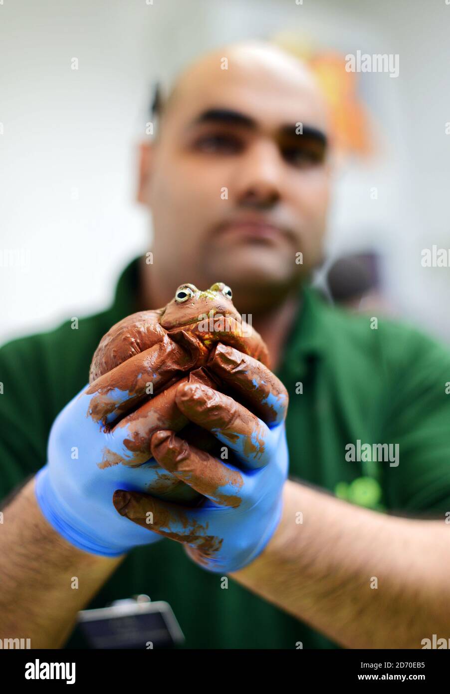 A Bull frog pictured during London Zoo's annual stock take, a requirement of their zoo license, which takes pace every January. Stock Photo