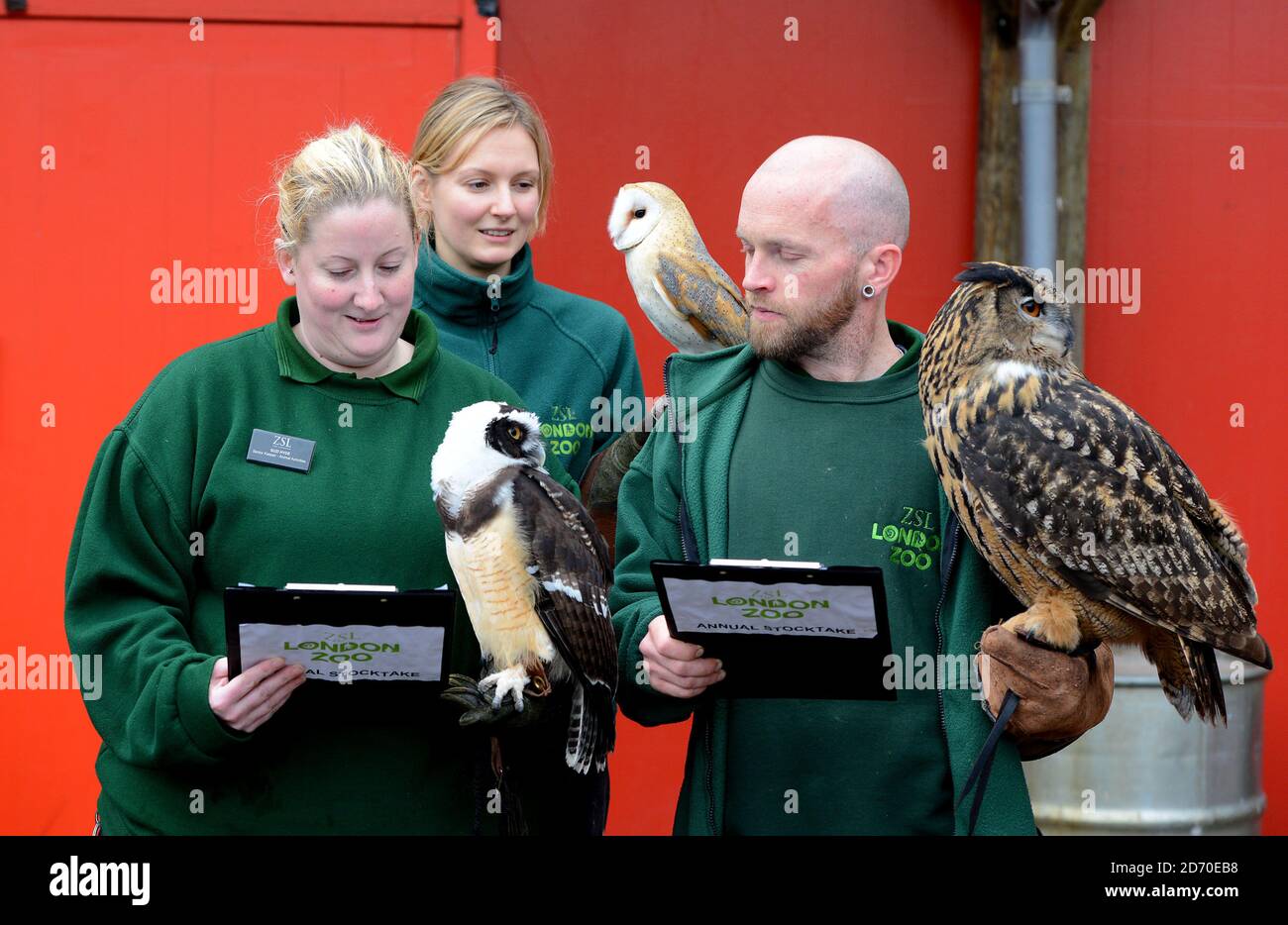 Owls are counted during London Zoo's annual stock take, a requirement of their zoo license, which takes pace every January. Stock Photo