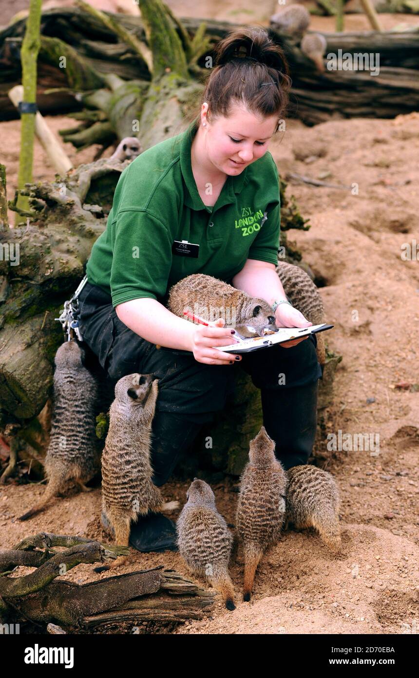 A Zoo keeper counts Meerkats during London Zoo's annual stock take, a requirement of their zoo license, which takes pace every January. Stock Photo