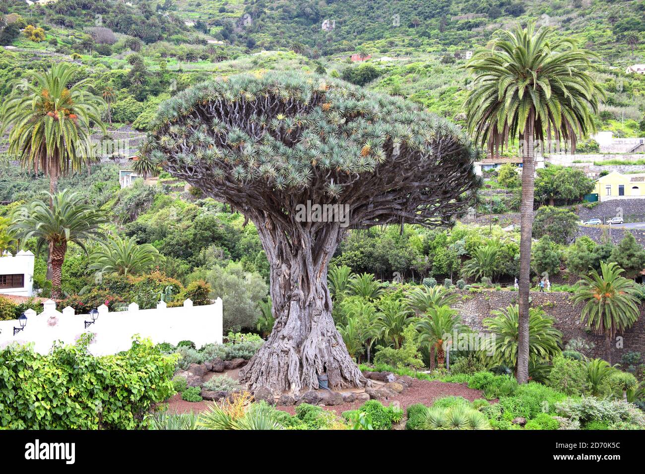 Drago Milenario (dracaena draco), Icod de los Vinos, Tenerife, Canary Islands, Spain is a tree like plant with red sap and is said to be 1000 years ol Stock Photo