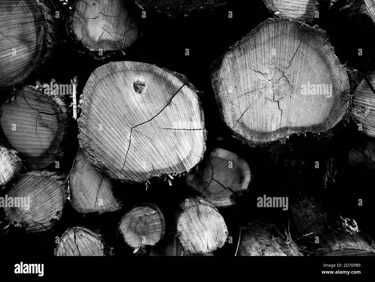 Drying timber hires stock photography and images Alamy