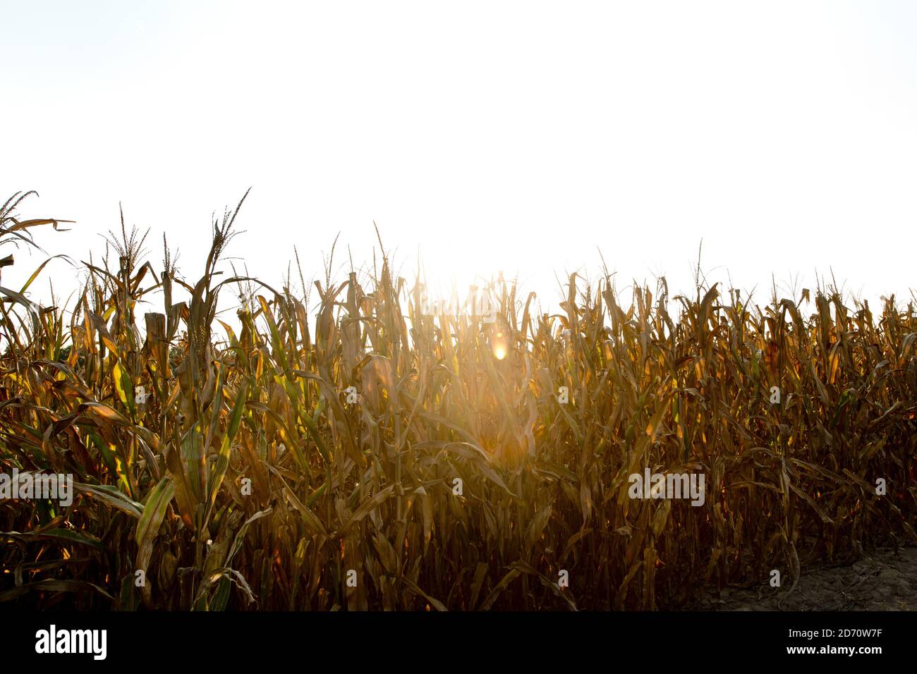Crops filed view hires stock photography and images Alamy