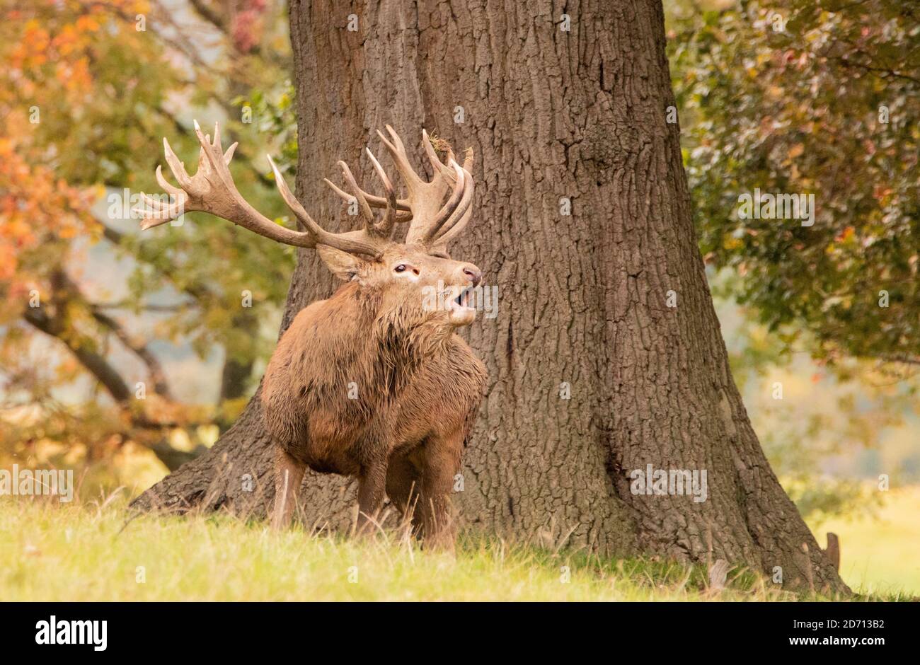 Red Deer Stag, Red Deer, Cervus elaphus, Woburn Deer Park, Autumn, 2020 Stock Photo
