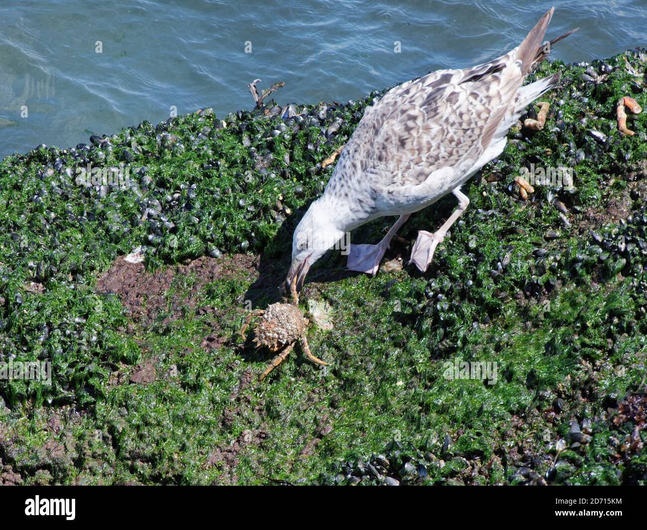 Great black-backed gull (Larus marinus) juvenile grasping a Spiny spider crab (Maja squinado) it has just caught by a back leg at low tide, Wales, UK. Stock Photo