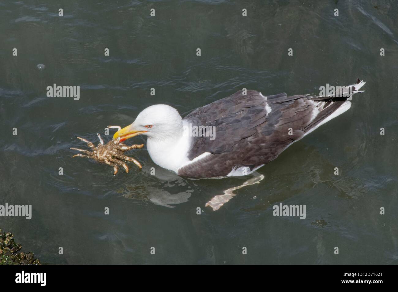Great black-backed gull (Larus marinus) adult swimming to shore with a Spiny spider crab (Maja squinado) it has just caught on a low tide, Wales, UK. Stock Photo