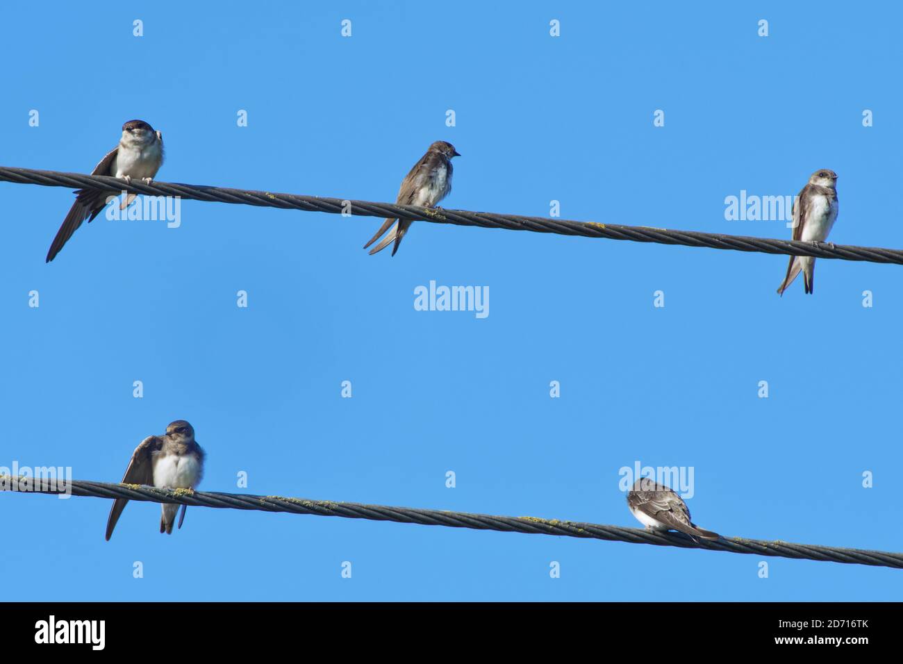 Sand martin (Riparia riparia) group perched on power lines  ahead of their autumn migration, Gloucestershire, UK, September. Stock Photo