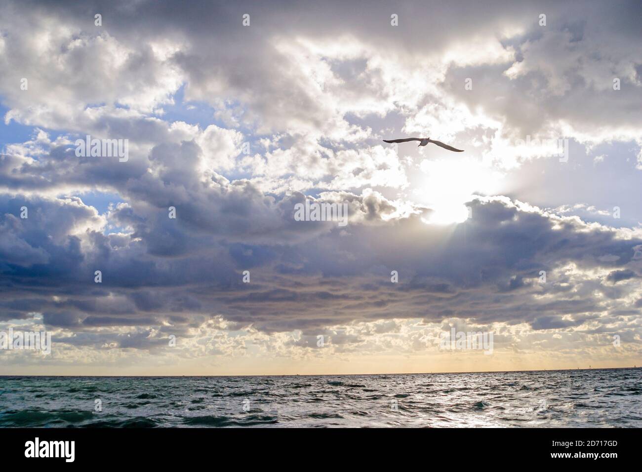 Miami Beach Florida,Atlantic Ocean water clouds sunrise sun sea gull sky, Stock Photo