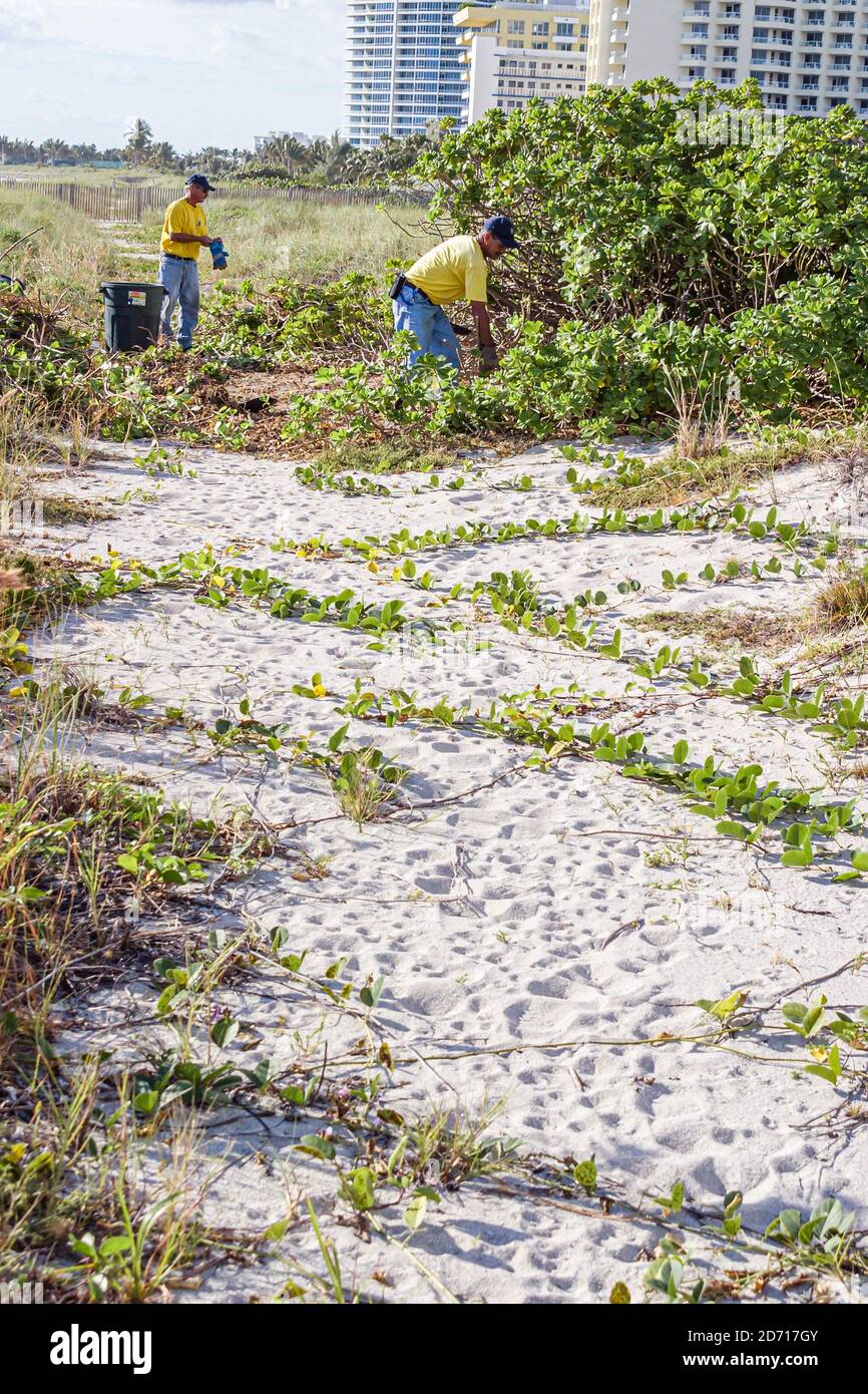 Miami Beach Florida,city worker workers,remove removing non-native invasive vegetation plants protected dunes, Stock Photo