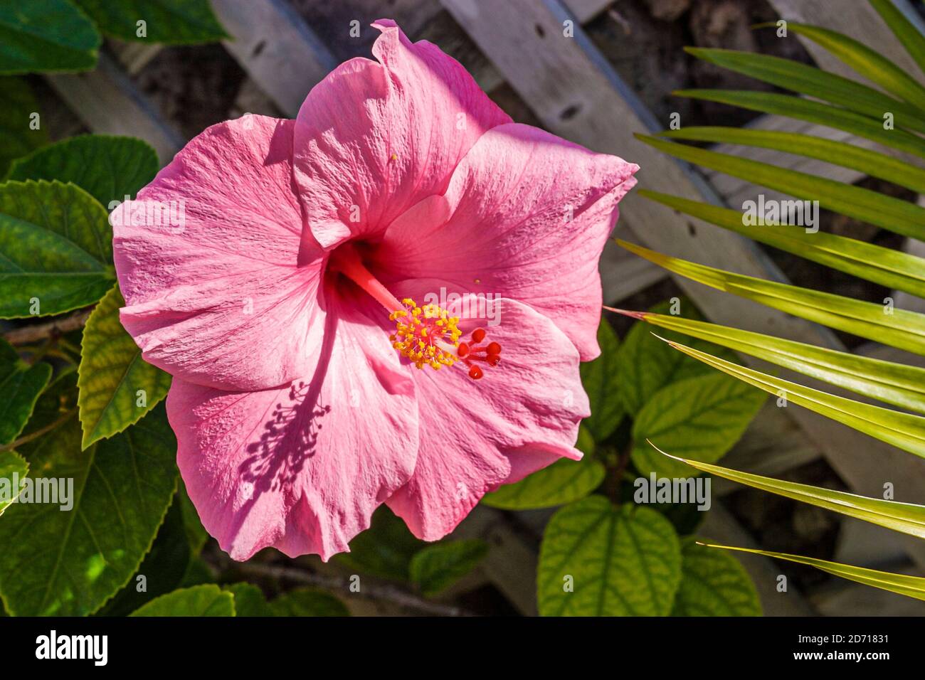 Miami Beach Florida,Ocean Drive,bloom blooming hibiscus flower pink