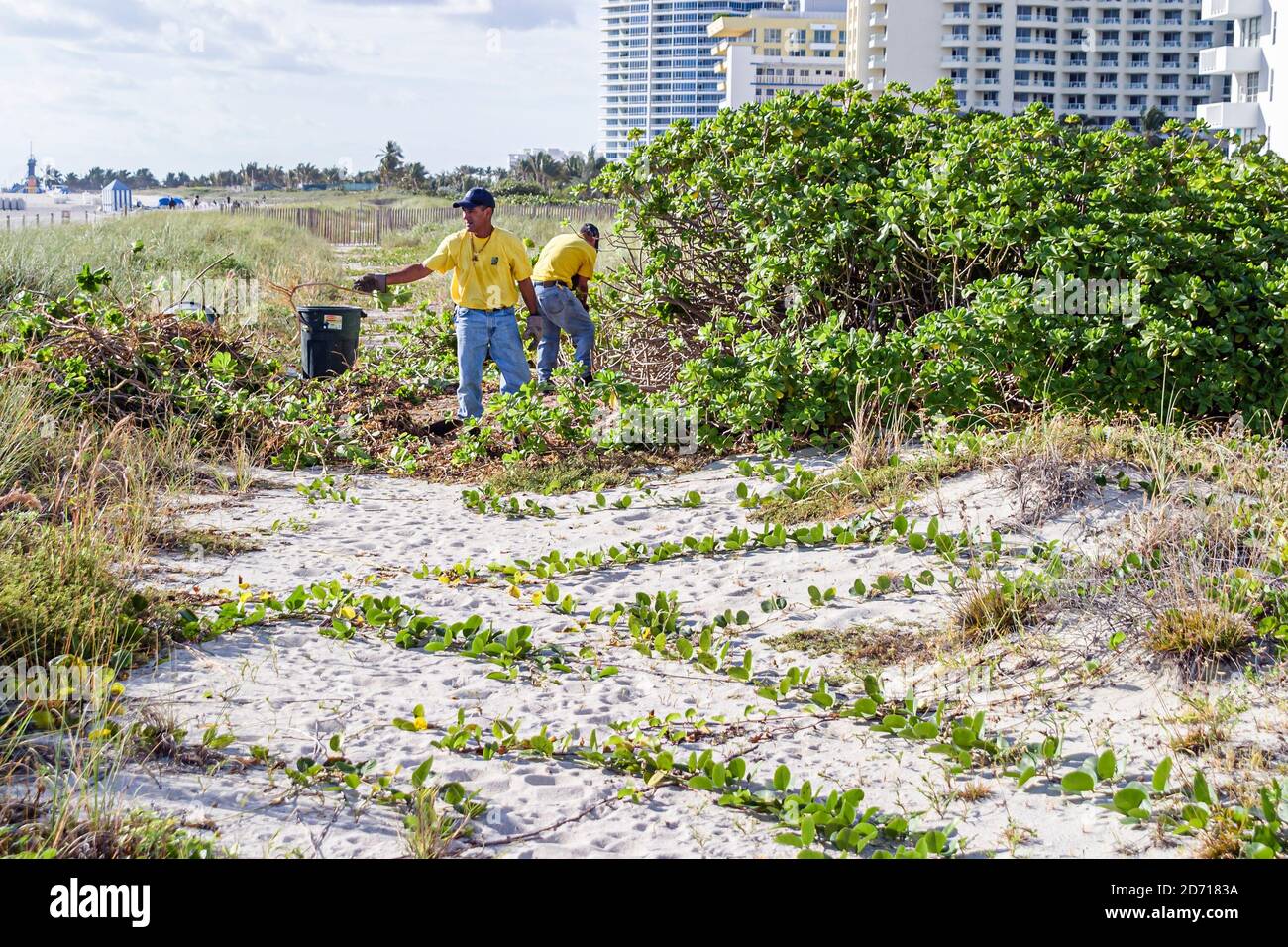 Miami Beach Florida,city worker workers,remove removing non-native invasive vegetation plants protected dunes, Stock Photo