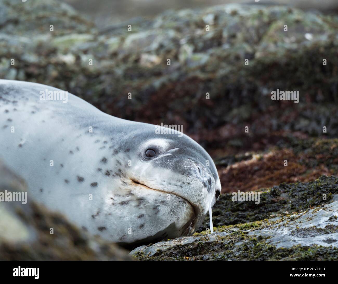 Leopard Seal (Hydrurga leptonyx) resting on a rock covered with Kelp at ...