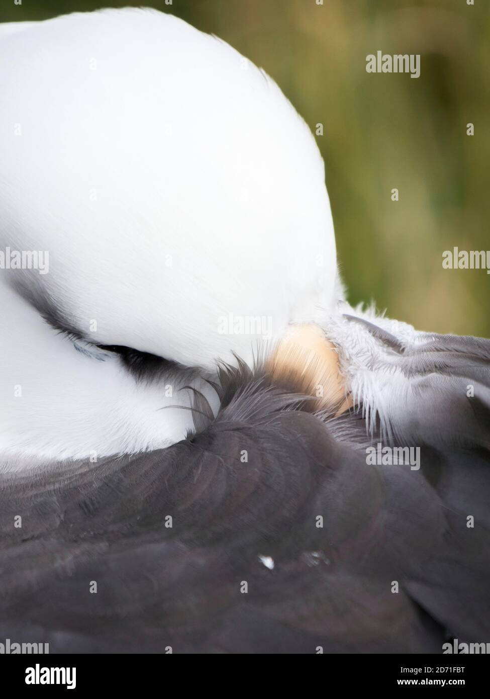 Black-browed albatross or black-browed mollymawk (Thalassarche melanophris). South America, Falkland Islands, November Stock Photo