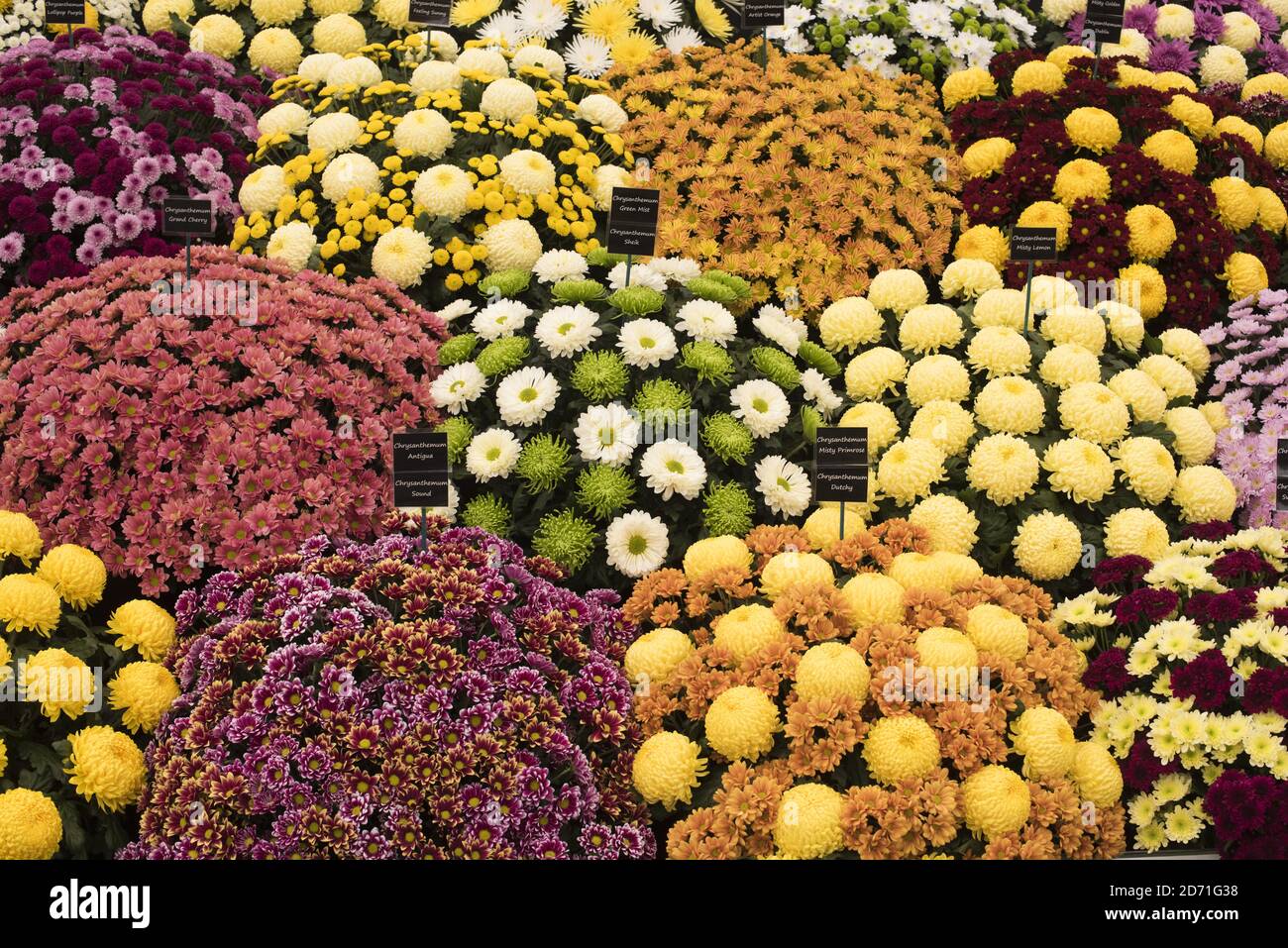 Chrysanthemums on display at the 2015 RHS Chelsea Flower show, at the