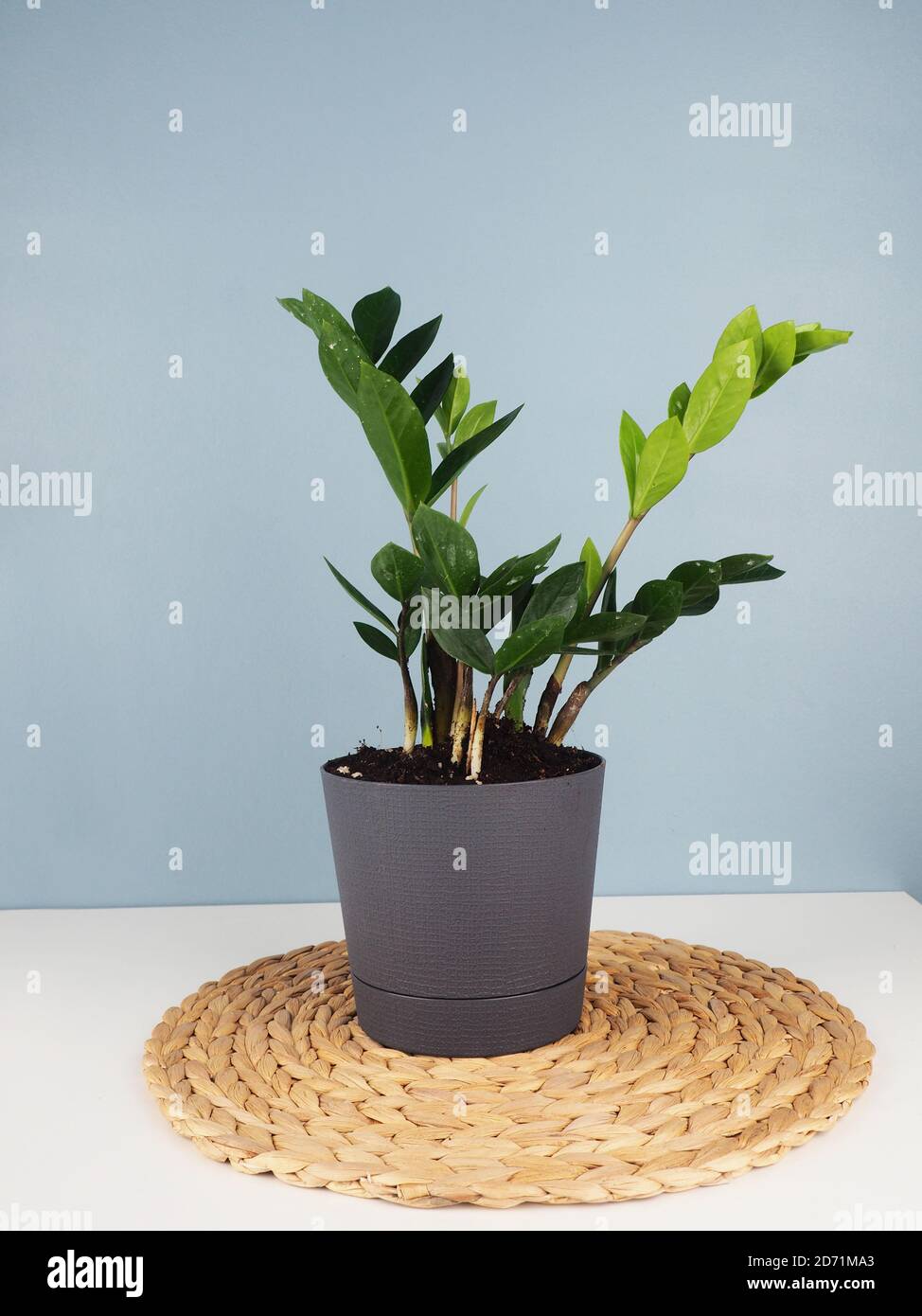 blue zz plant ZZ Plant in White Ceramic