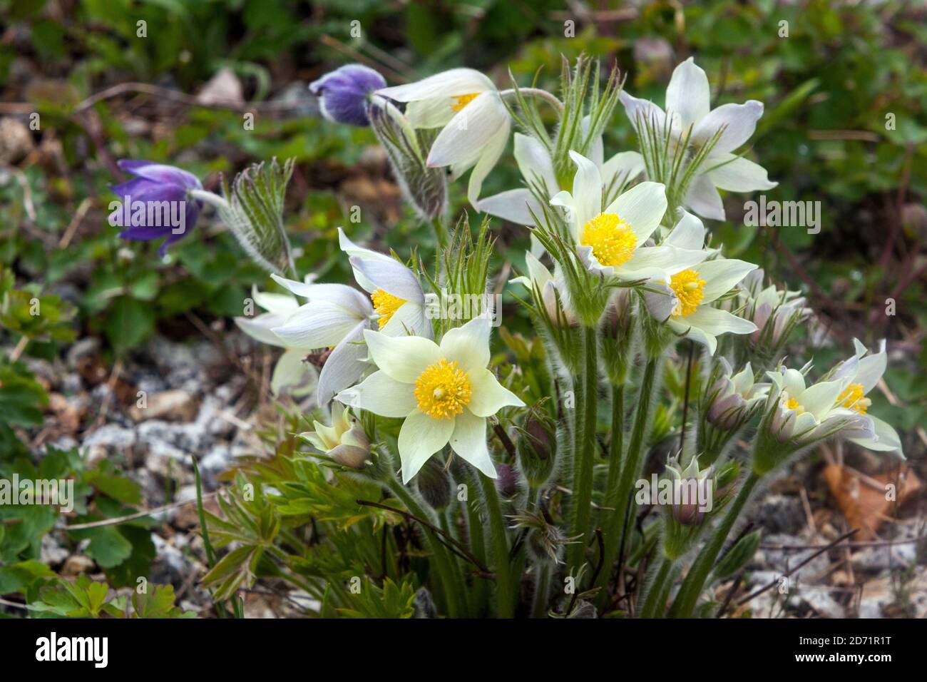 Early spring flowers Clump of White Pasque flower Pulsatilla vulgaris Alba Stock Photo