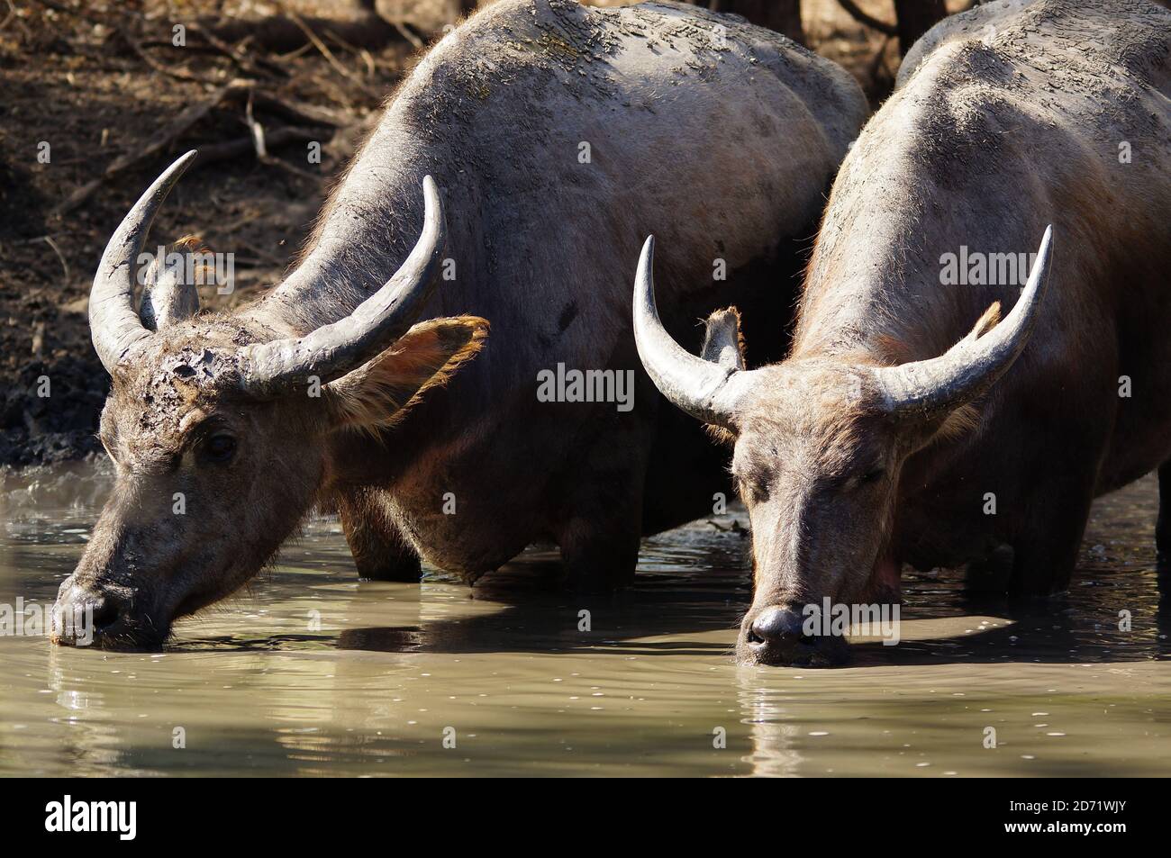 buffalo is drinking water in the mud Stock Photo - Alamy