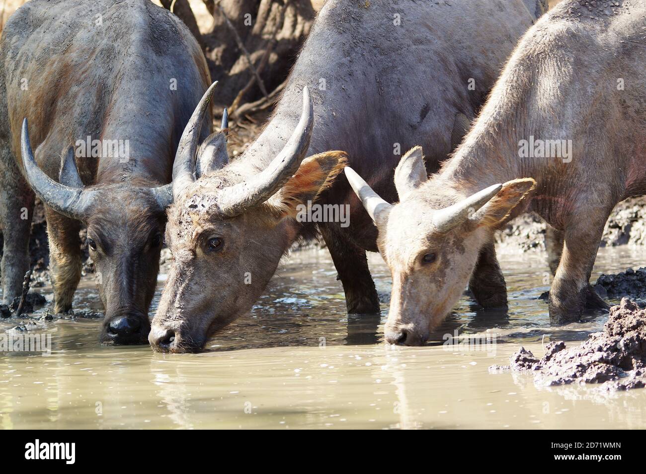 buffalo is drinking water in the mud Stock Photo - Alamy