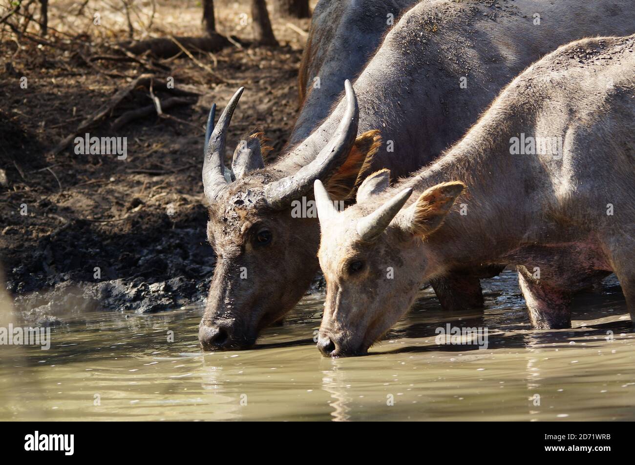buffalo is drinking water in the mud Stock Photo - Alamy