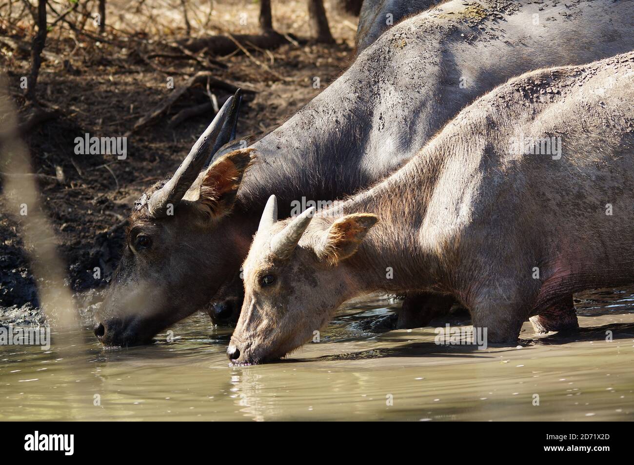 buffalo is drinking water in the mud Stock Photo - Alamy