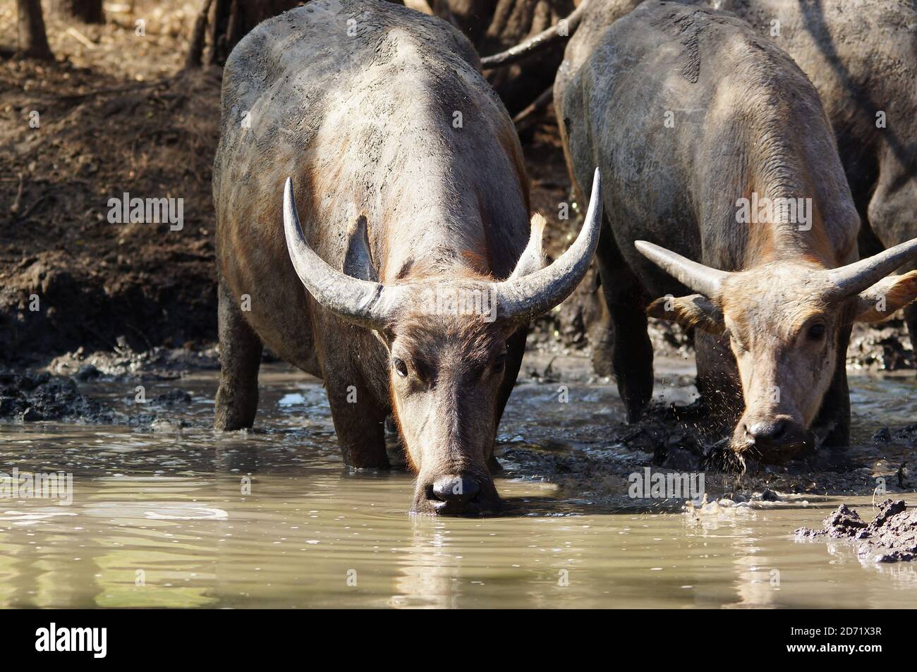 buffalo is drinking water in the mud Stock Photo - Alamy