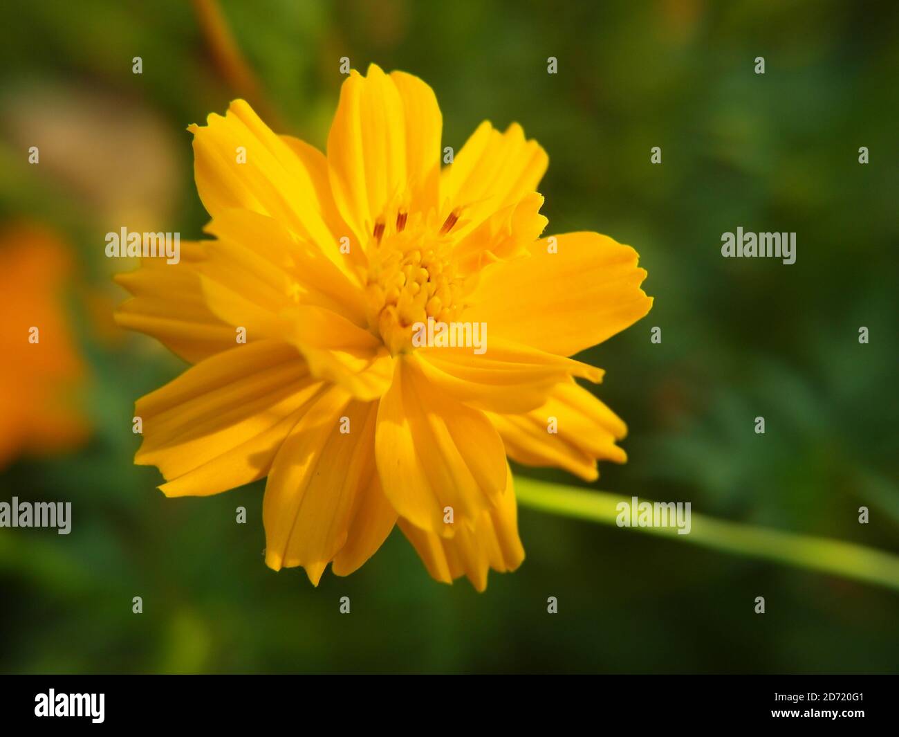 Beautiful cosmos caudatus flower hi-res stock photography and images ...