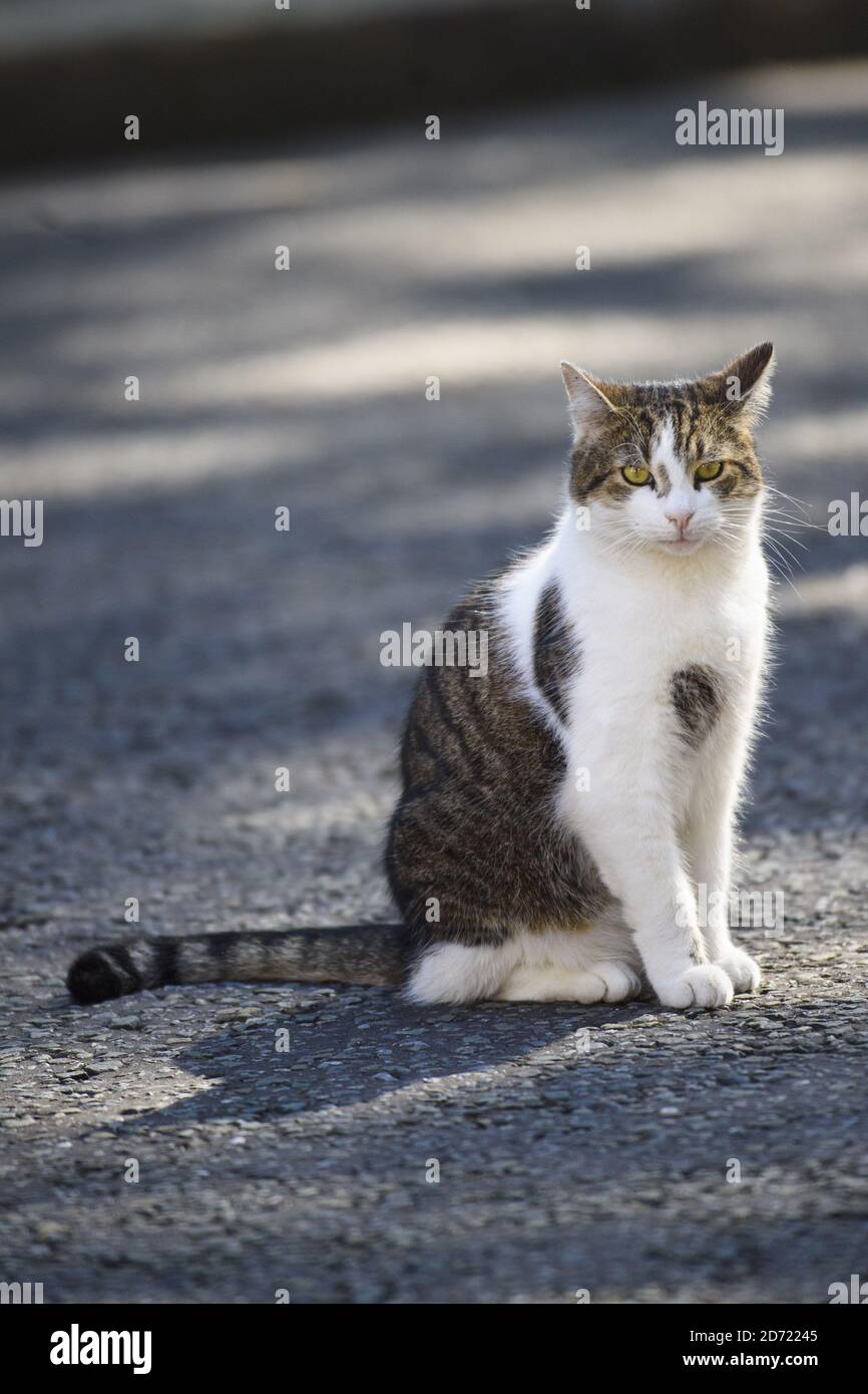 Larry the Downing Street cat pictured outside number 10 Downing Street, London. Stock Photo