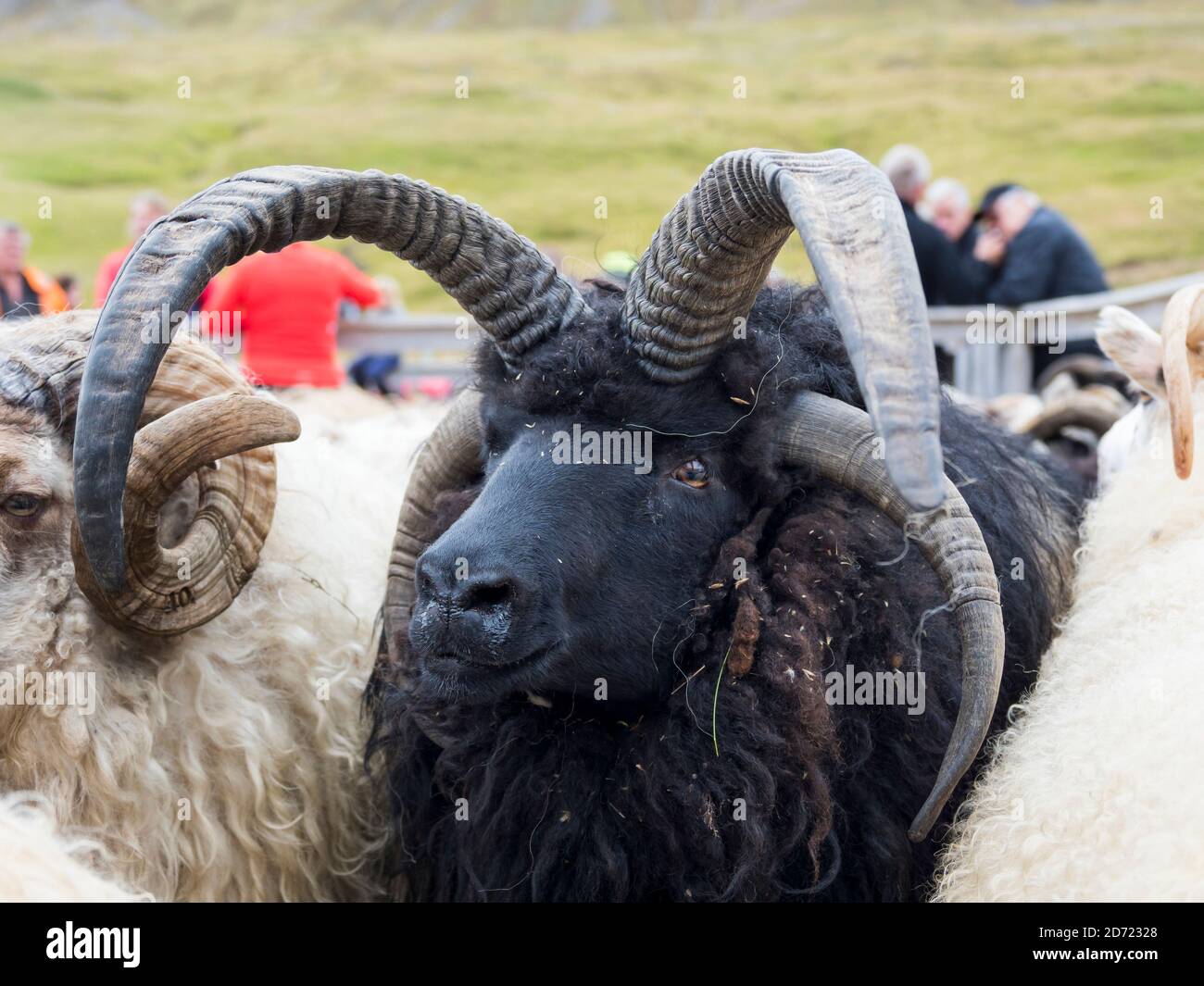 Famous for horned rams. Seperation of the sheep after driving down the ...