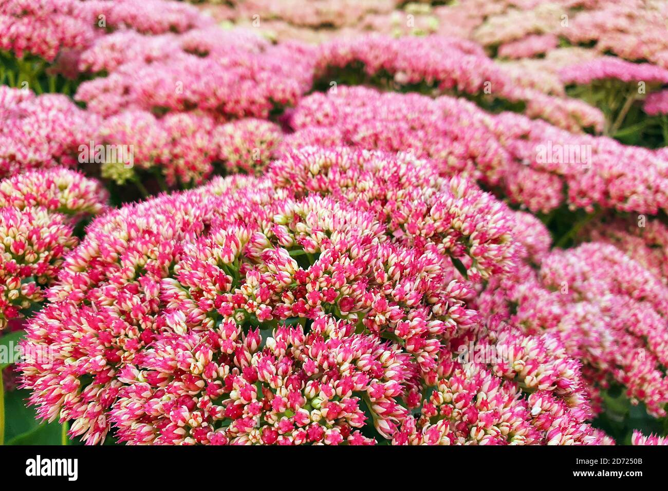 Hylotelephium or Sedum Herbstfreude or Stonecrop Autumn Joy. Red flowers a lot. Close up. Stock Photo