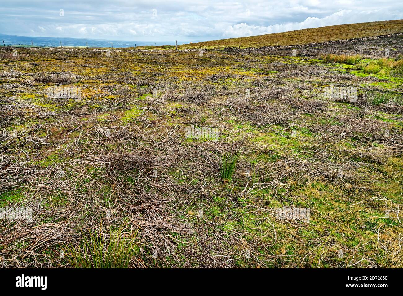 Heather (Calluna vulgaris) burnt in devastating fire on Llantysilio Mountain during the summer of 2018 with new growth regenerating North Wales UK Stock Photo