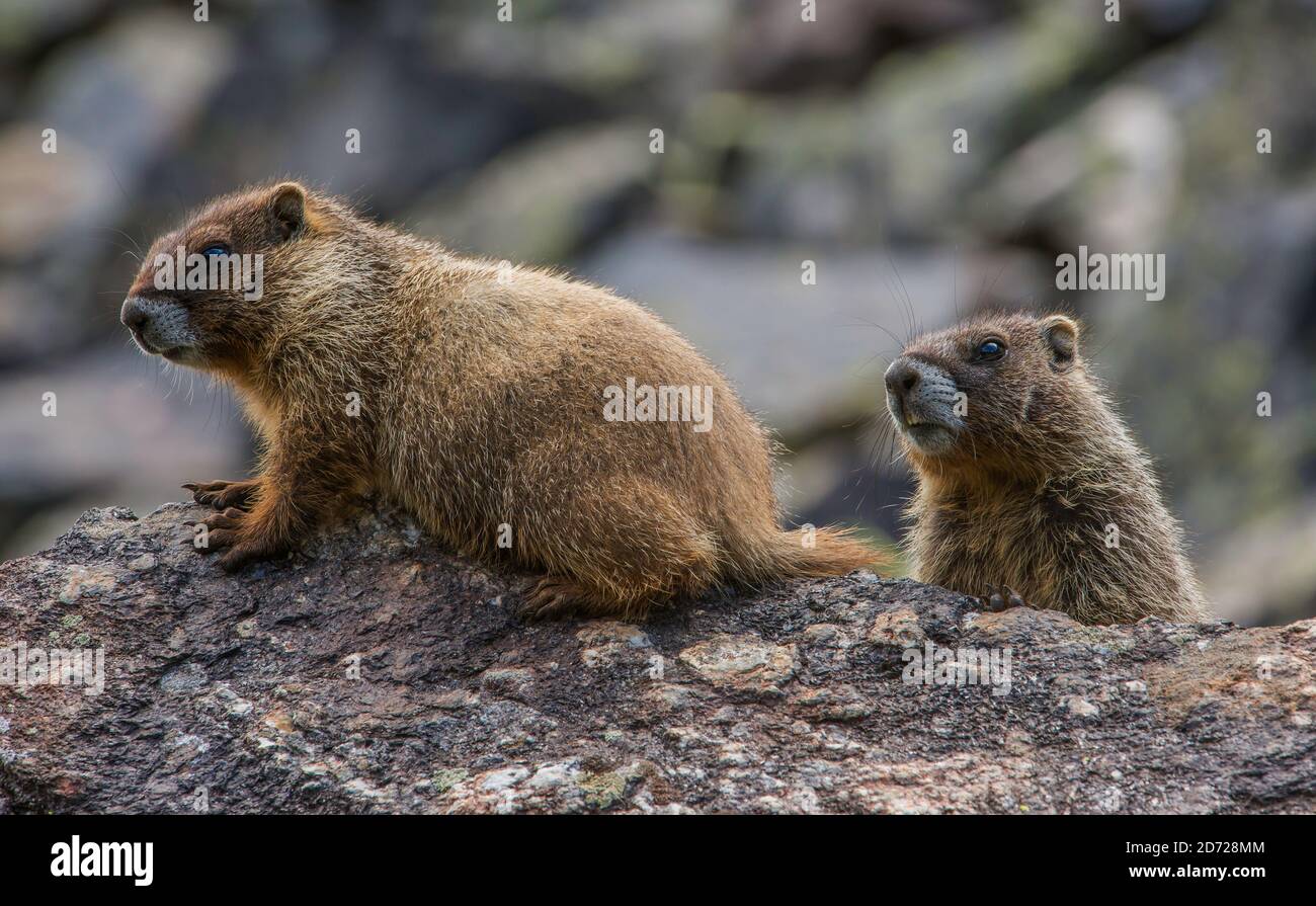 Yellow-bellied Marmot young (Marmota flaviventris) Rocky Mountains, Colorado, USA, by Bruce Montagne/Dembinsky Photo Assoc Stock Photo