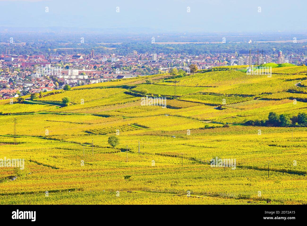 Elevated view over vineyards in autumn colors  and Colmar town. in Alsace France. Stock Photo