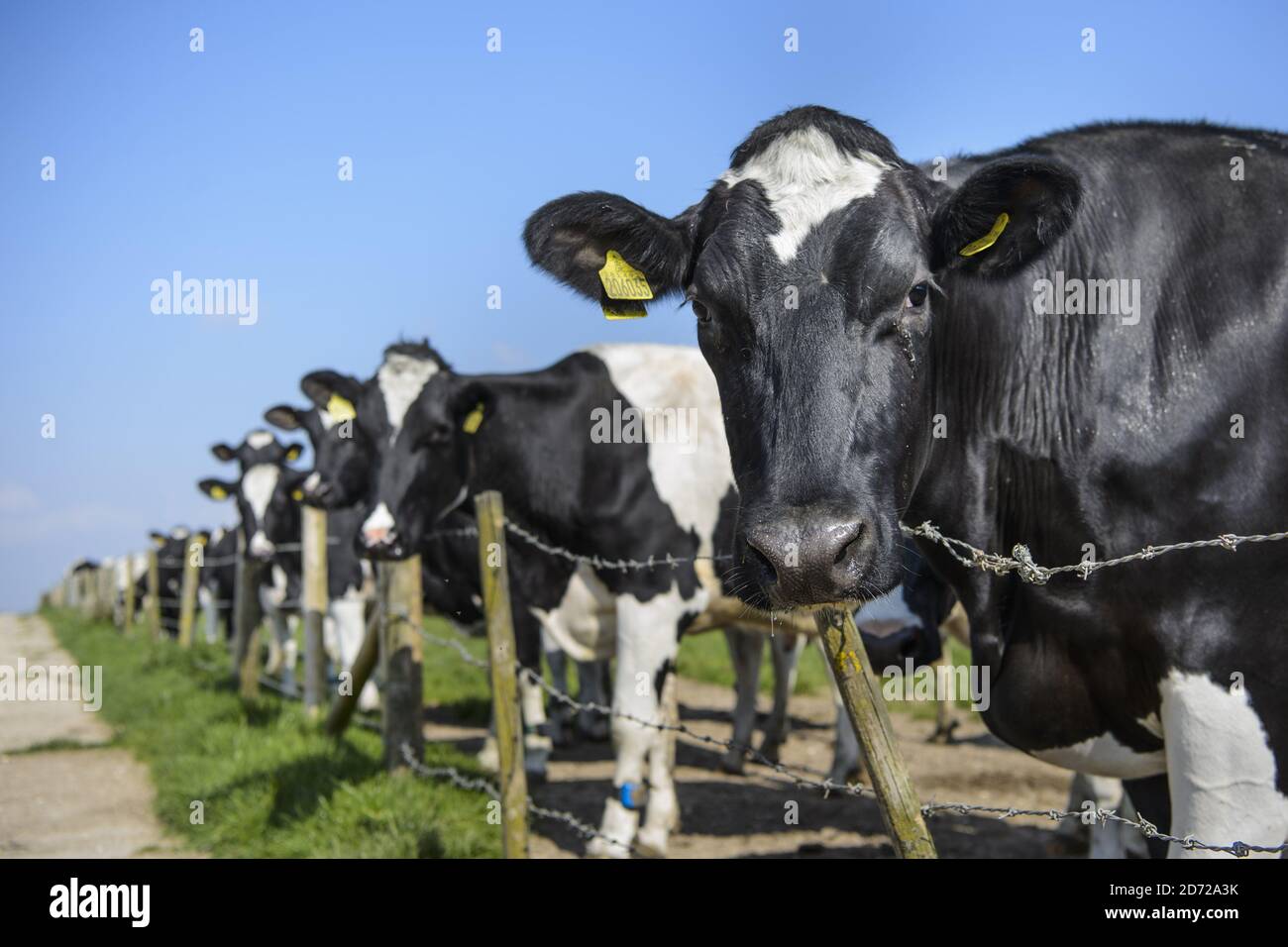 Holstein Friesian dairy cows pictured on the Waitrose Leckford Estate in Hampshire. The herd of 550 dairy cows produces 5.2 million litres of milk a year, which goes on sale as â€˜essential Waitroseâ€™ milk. Picture date: Thursday April 6th, 2017. Photo credit should read: Matt Crossick/Empics Entertainment. The Leckford Estate is a 4000 acre working farm, owned and run by Waitrose, and grows produce for their shops in the UK and for export to 56 countries. Stock Photo