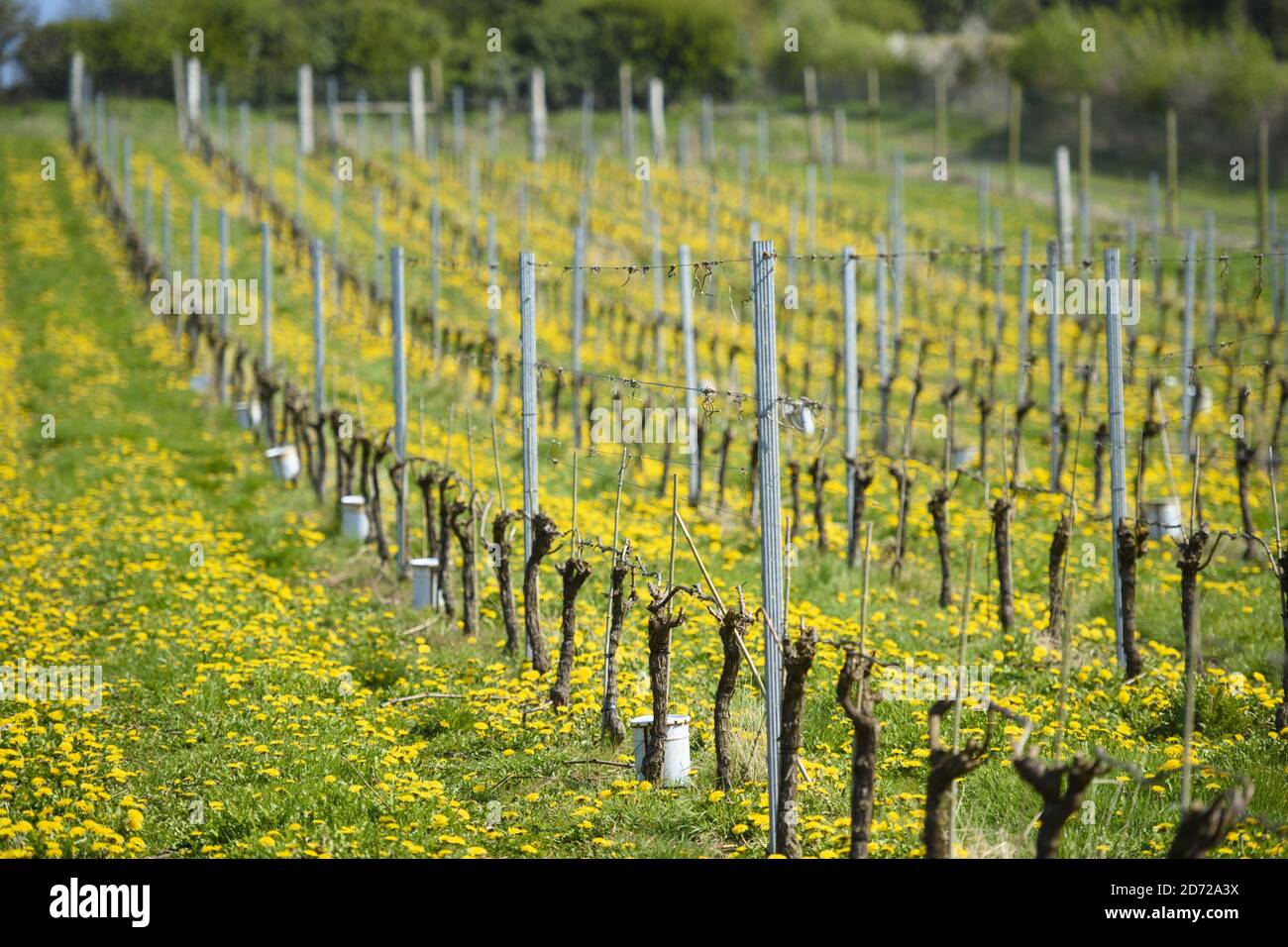 The vineyard on the Waitrose Leckford Estate in Hampshire. It was