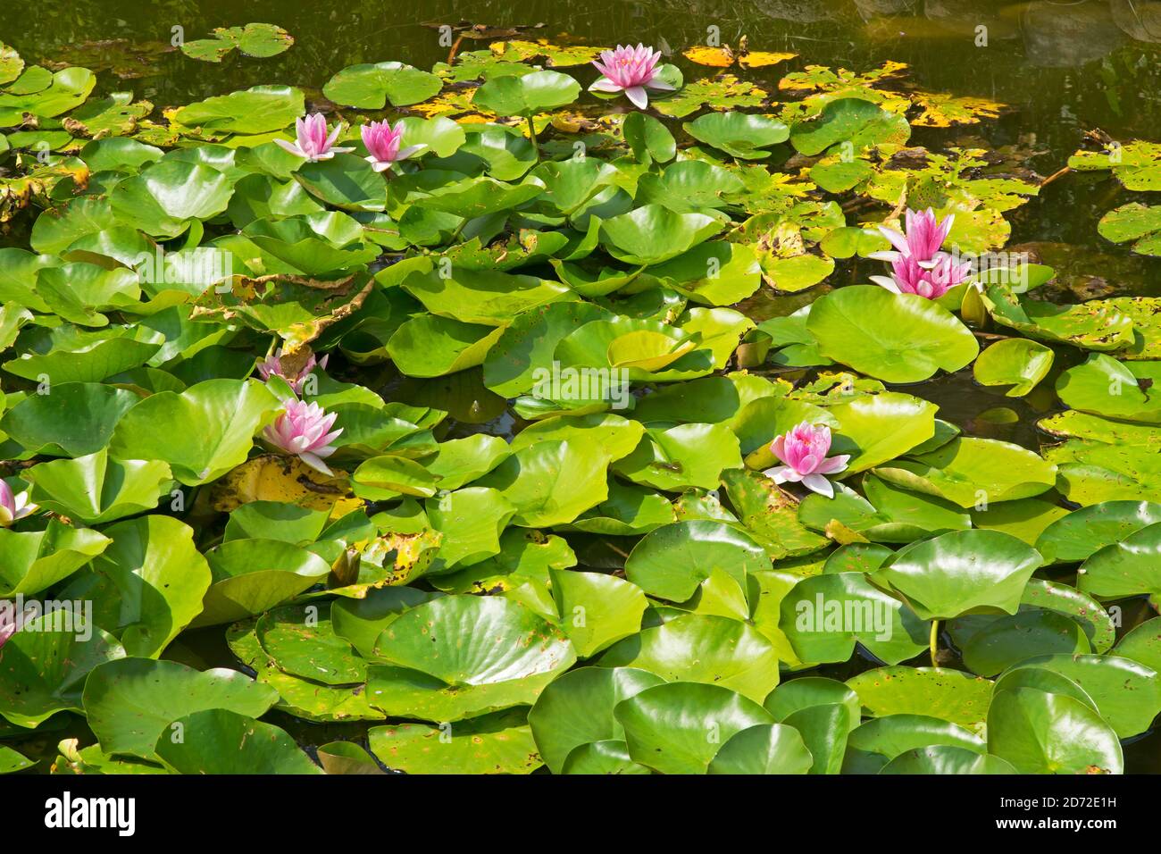 Water lily at Park of Amber palace (Palac Bursztynowy) in Wloclawek. Poland Stock Photo