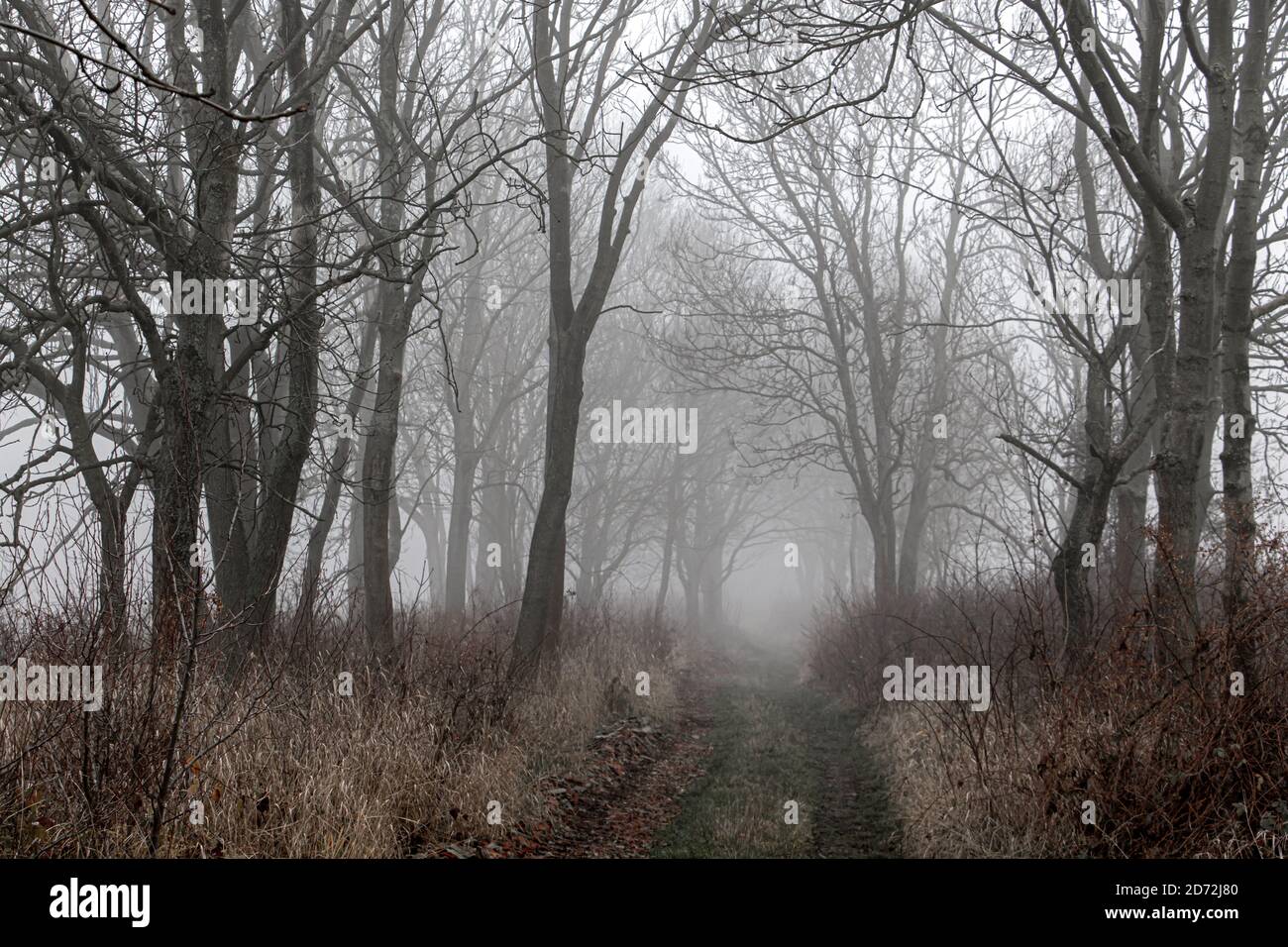 Alley in fog with silhouette of trees. Autumn trail. A path through a forest with dense fog. Mysterious pathway. Footpath is vanishing in mist. Stock Photo