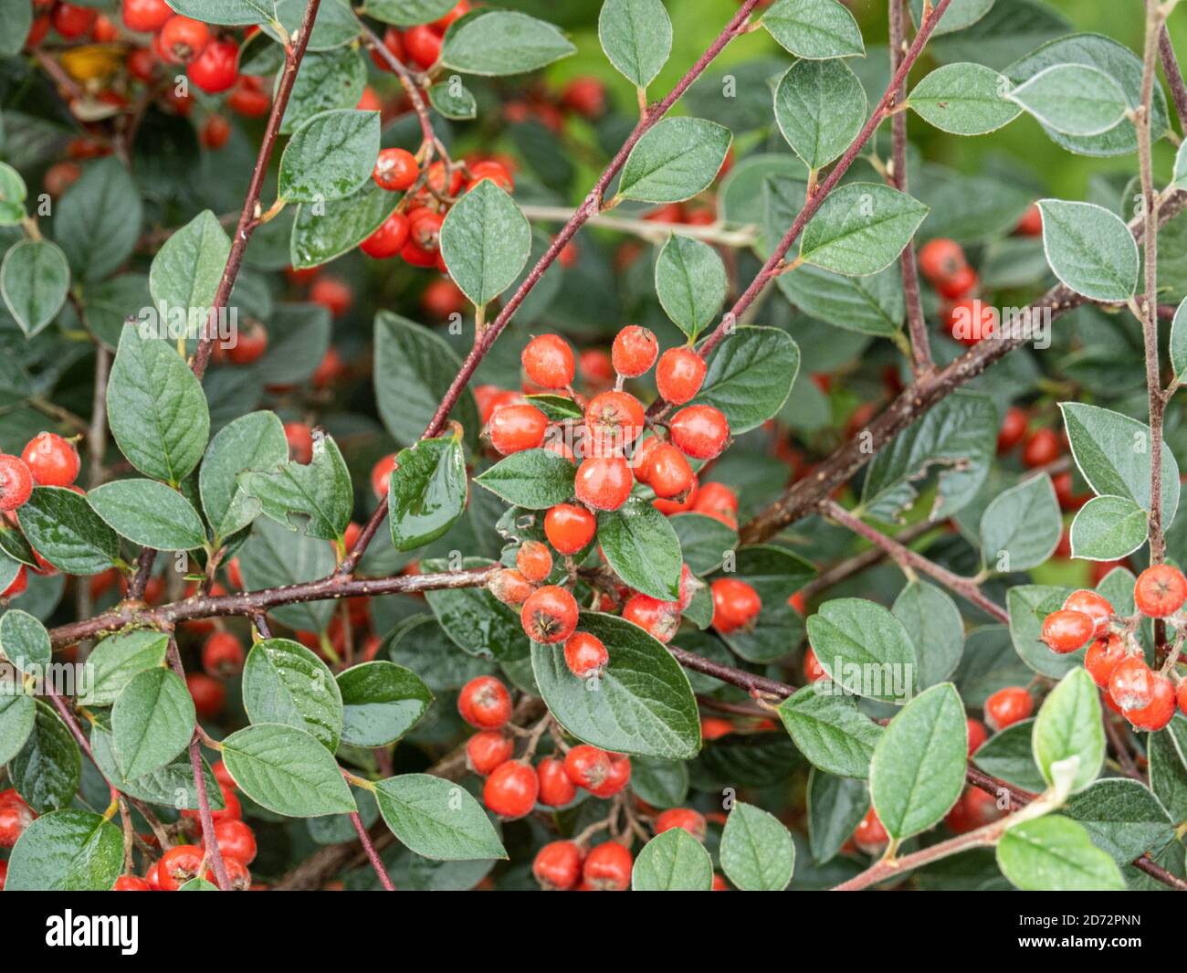 A close up of the bright red berries and the silvery green evergreen foliage of Cotoneaster lacteus in autumn Stock Photo