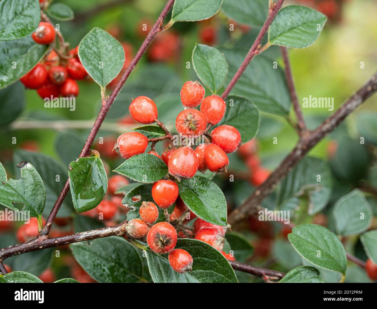 A close up of the bright red berries and the silvery green evergreen foliage of Cotoneaster lacteus in autumn Stock Photo